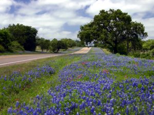 Scenic highway route with gorgeous lavender flower field